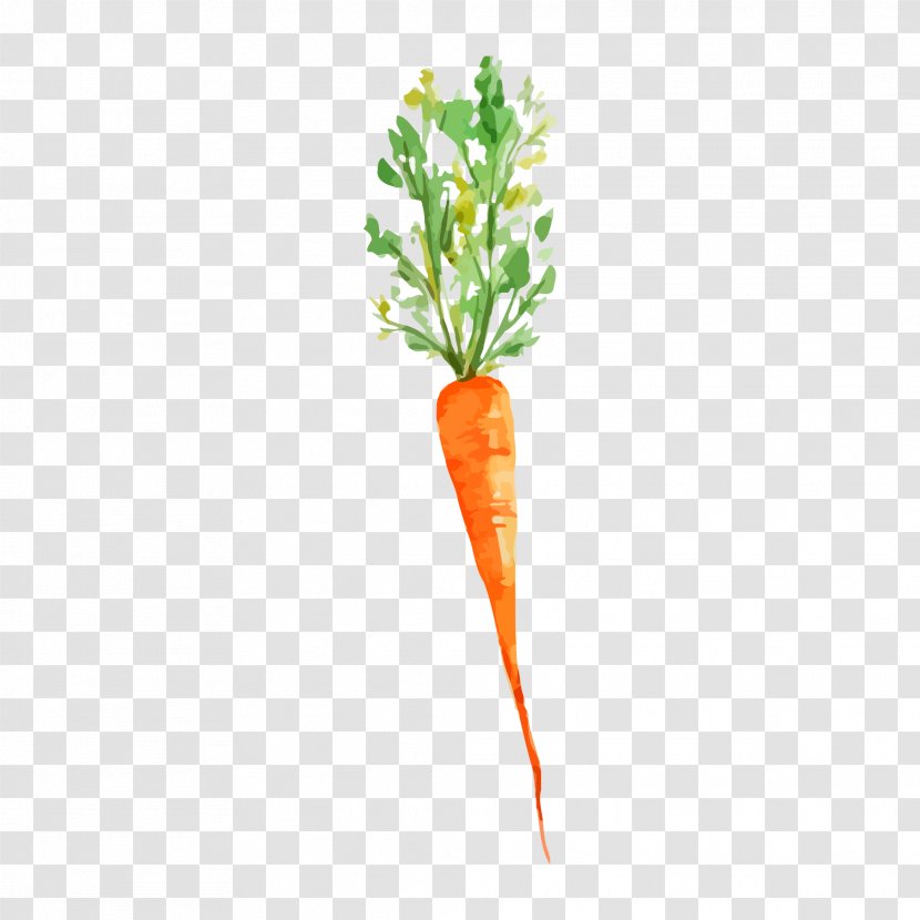 Vegetable Watercolor Painting Carrot Drawing - Beetroot Transparent PNG