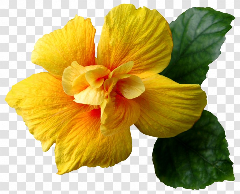 Flower Flowering Plant Petal Yellow Hawaiian Hibiscus - Mallow Family Chinese Transparent PNG