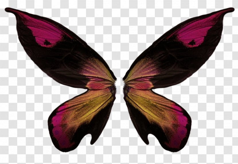 Butterfly Wing Collage - Wings Transparent PNG