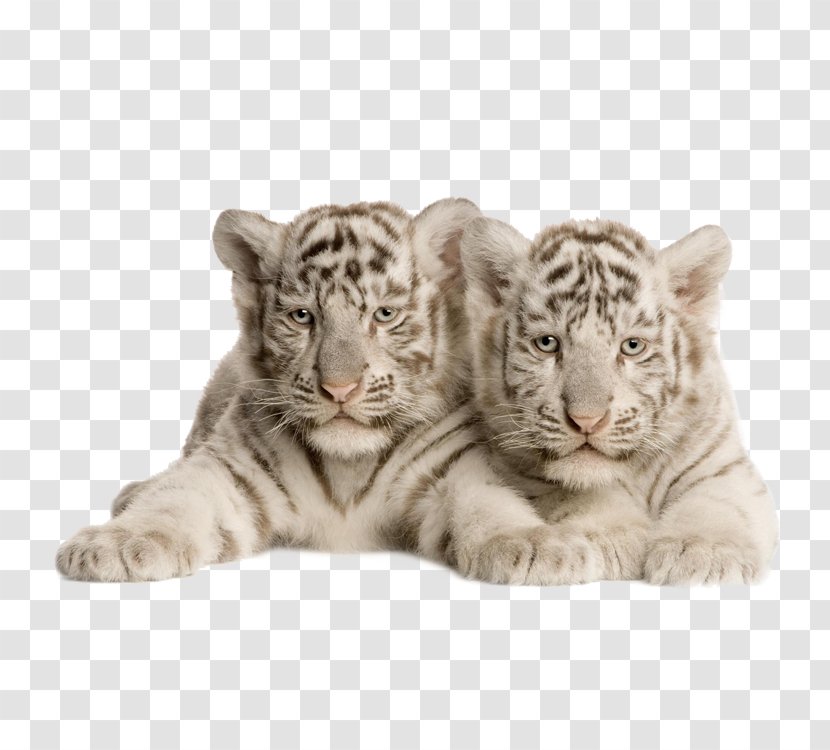 Bengal Tiger White Felidae Cat Wallpaper - Big Cats Transparent PNG