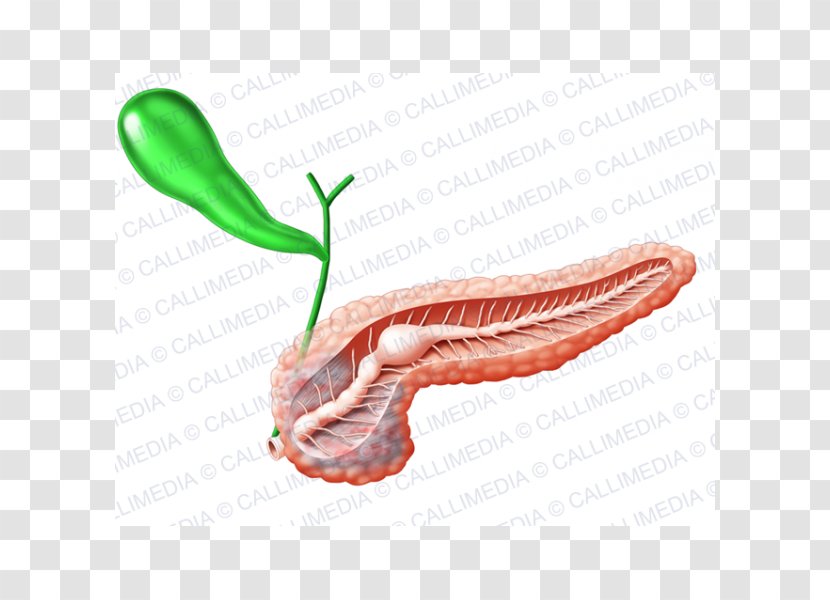 Pancreas Gallbladder Endocrine System Human Anatomy - Tree - Sistema Transparent PNG