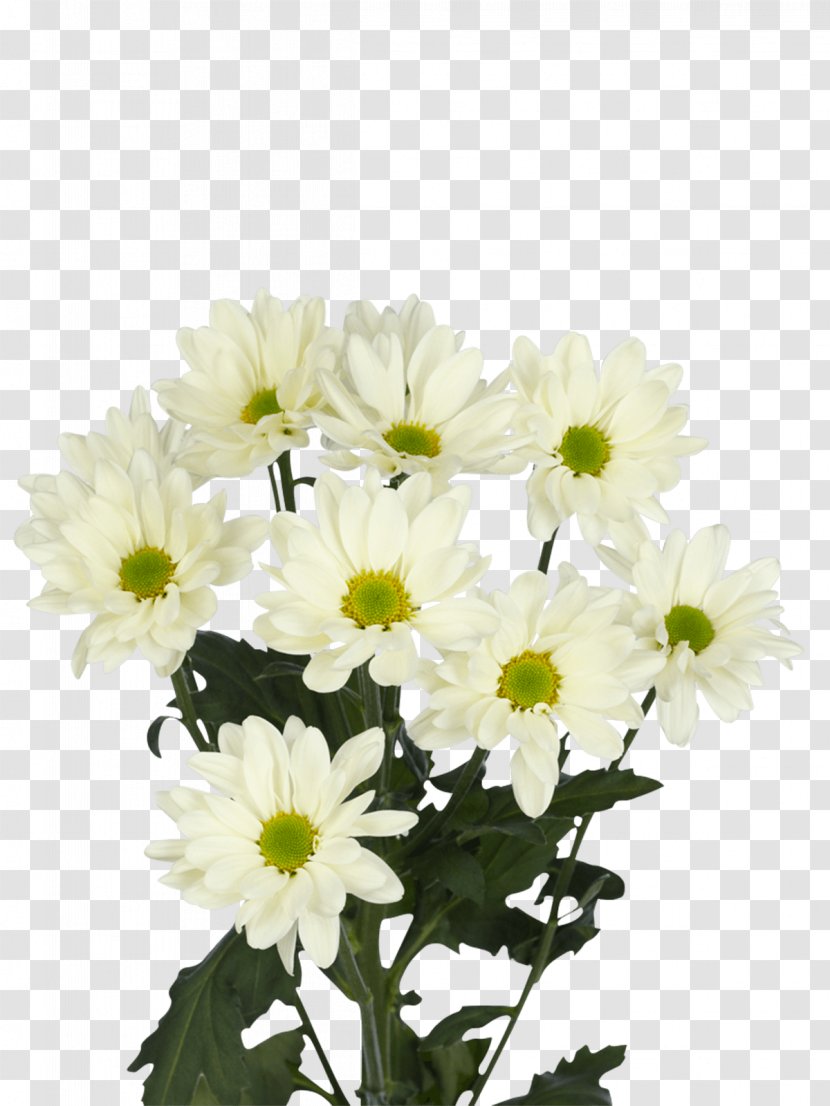 Chrysanthemum Prosecco Oxeye Daisy Transvaal Flower - Common Sunflower - White Transparent PNG