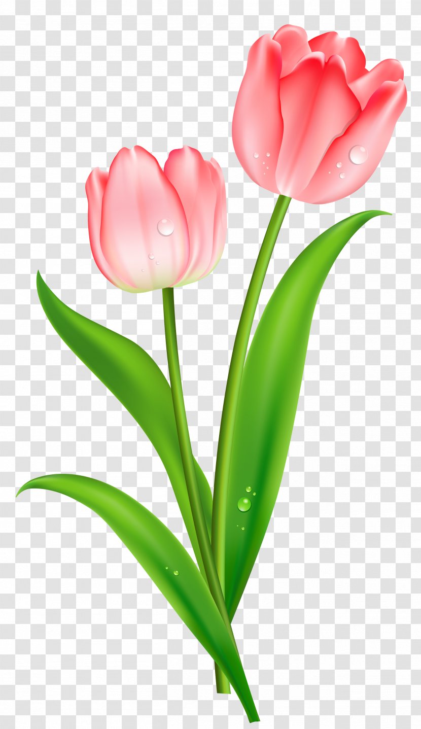Indira Gandhi Memorial Tulip Garden Flower Clip Art - Plant - Pink Tulips Clipart Transparent PNG