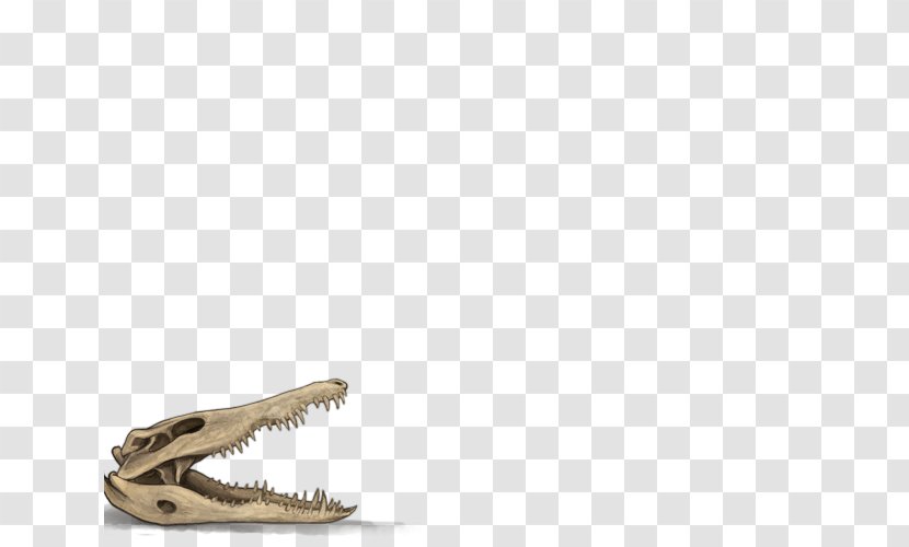 Skull Vitiligo Crocodile Bone Skin Transparent PNG