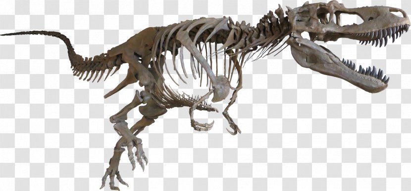 Tyrannosaurus Daspletosaurus Late Cretaceous Albertosaurus Dinosaur - Judith River Formation - Skeleton Transparent PNG