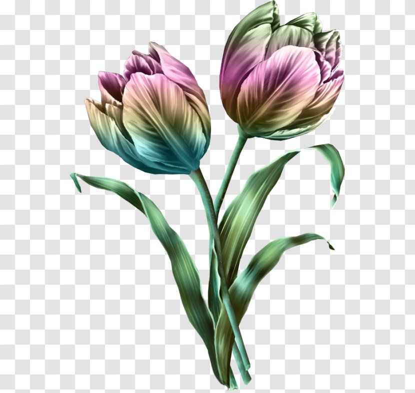 Tulip Flower Bouquet Clip Art - Designer Transparent PNG