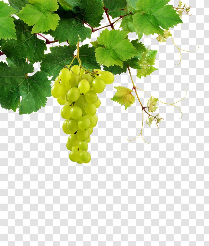Sauvignon Blanc White Wine Pinot Chenin Riesling - Photography - Grape Transparent PNG
