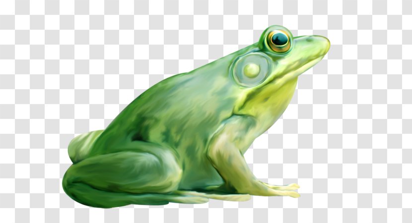 American Bullfrog True Frog Lithobates Clamitans - Toad - A Transparent PNG