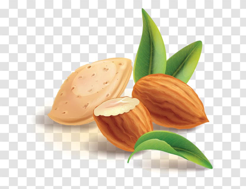 Nut Almond Transparent PNG