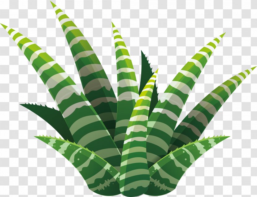 Leaf Succulent Plant Euclidean Vector Illustration - Aloe - Hand-painted Vera Transparent PNG