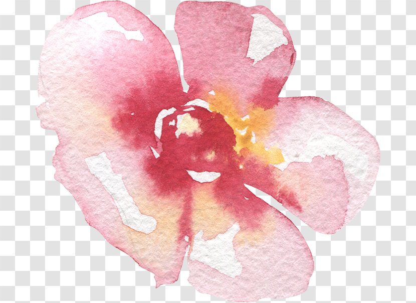 Moth Orchids Cut Flowers Rose Family Pink M - Flowering Plant Transparent PNG