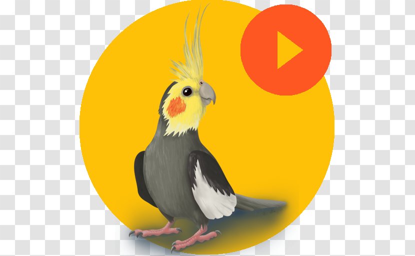 Cockatiel LaluKhet Google Play Android Sound - Silhouette Transparent PNG