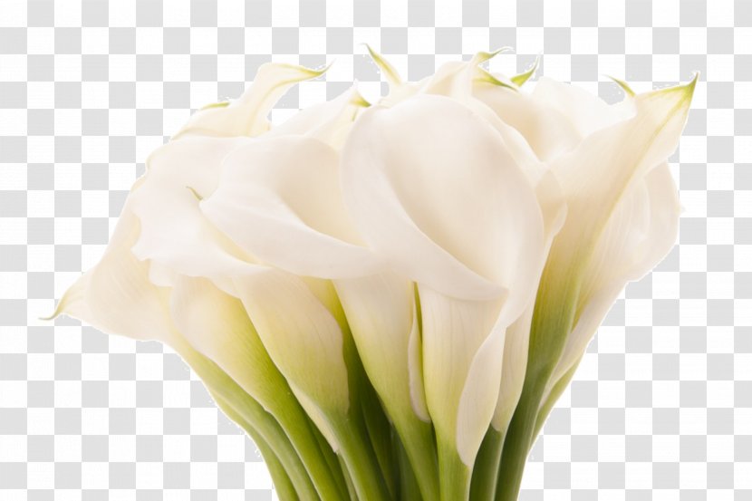 Beautiful In God's Eyes Arum-lily Flower Lilium Desktop Wallpaper - Floral Design - Callalily Transparent PNG