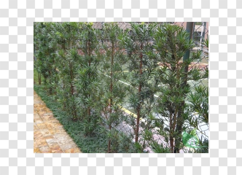 Plant Shrub Garden Plum Pine Sago Palm Transparent PNG