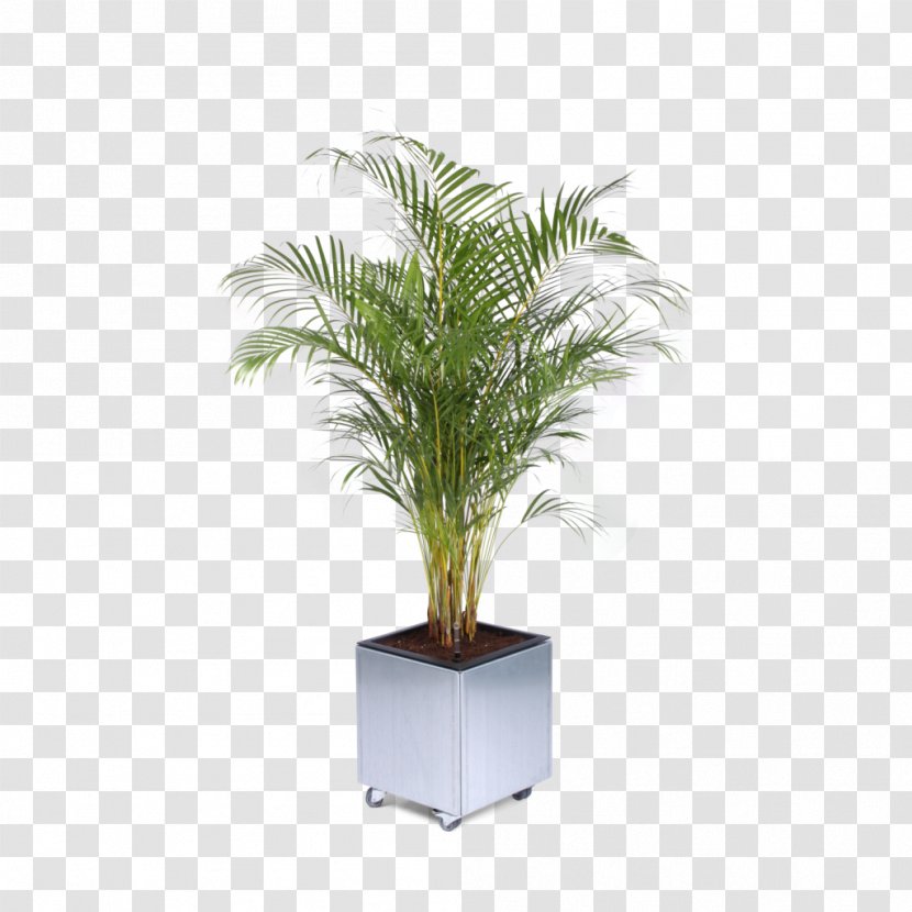 Flowerpot Palm Trees Chamaedorea Elegans Houseplant Viper's Bowstring Hemp - Flowering Plant - Sticksnsushi Transparent PNG