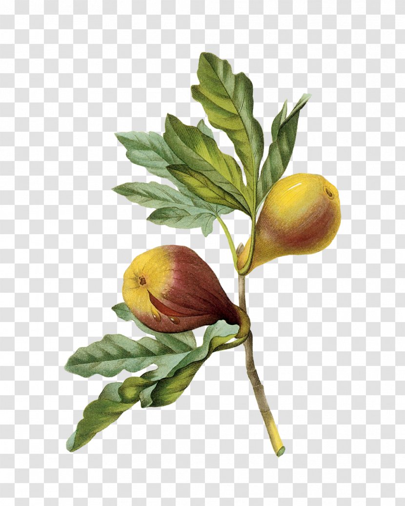 Figs: A Global History Fig Culture. Edible Their Culture And Curing Mission Fruit Choix Des Plus Belles Fleurs - Branch - Creative Fig. Transparent PNG