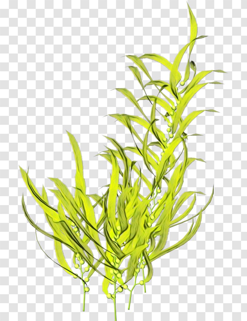 Seaweed Cartoon - Flower - Chlorophyta Plant Stem Transparent PNG