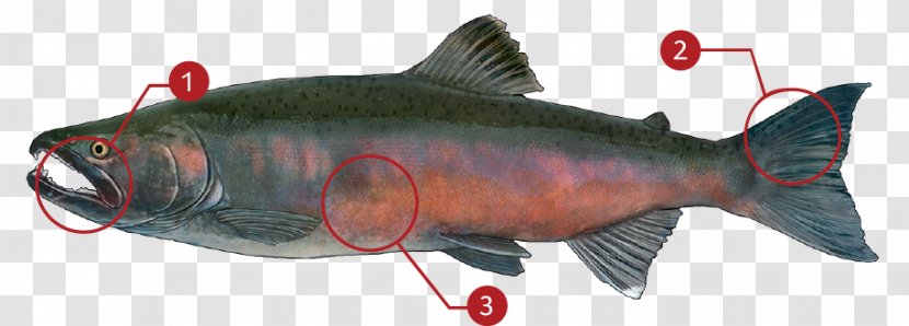 Coho Salmon Chinook Sockeye Salmonids Transparent PNG