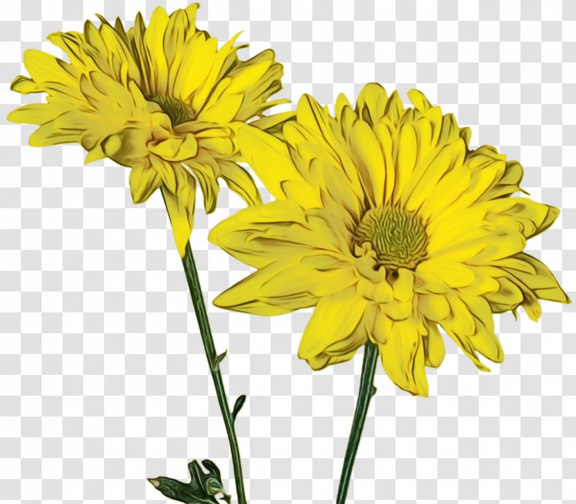 Flowers Background - Yellow - Perennial Plant Annual Transparent PNG