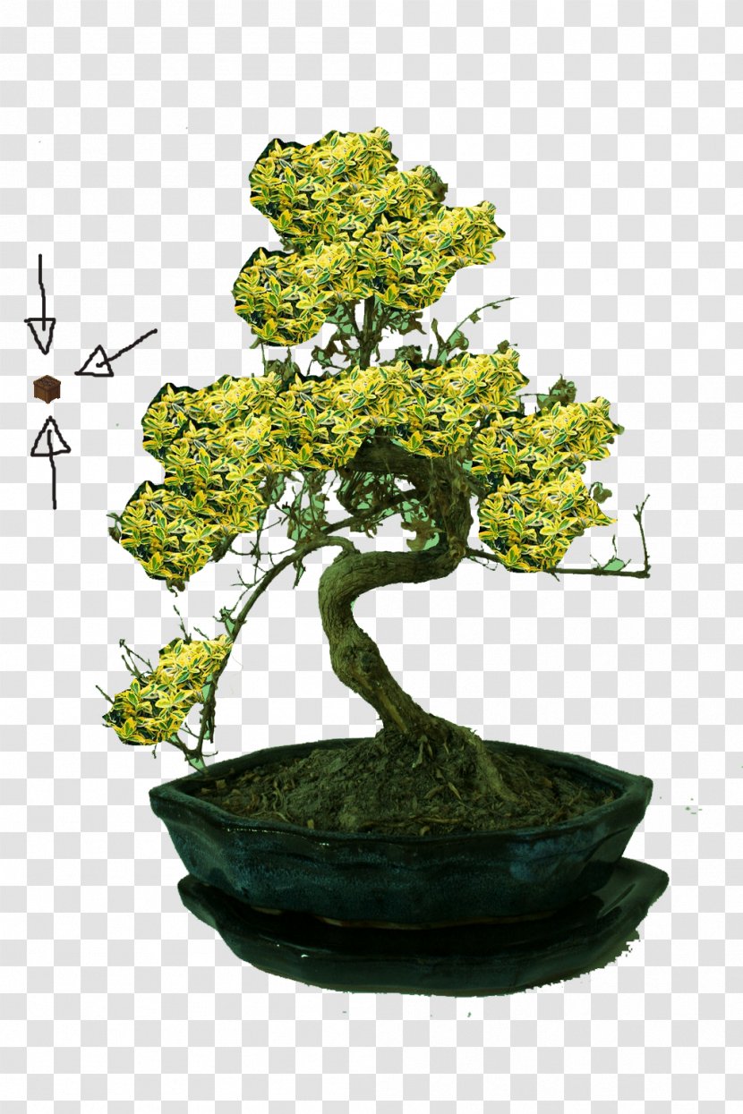 Chinese Sweet Plum Iron Age Explorer 1 Tree - Rolex - BONSAI TREE Transparent PNG