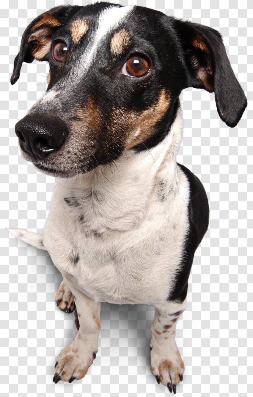 Seznam.cz Miniature Fox Terrier Email Rat Password - Snout Transparent PNG