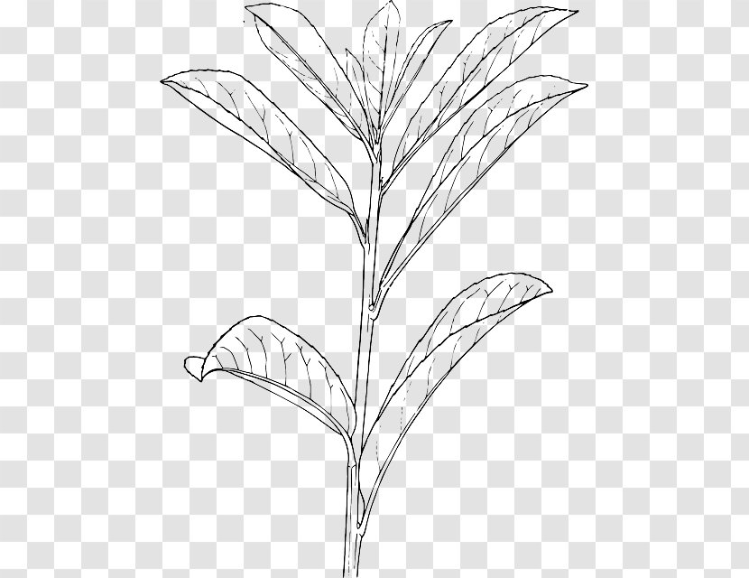 Shrub Drawing Plant Tree - Stem Transparent PNG
