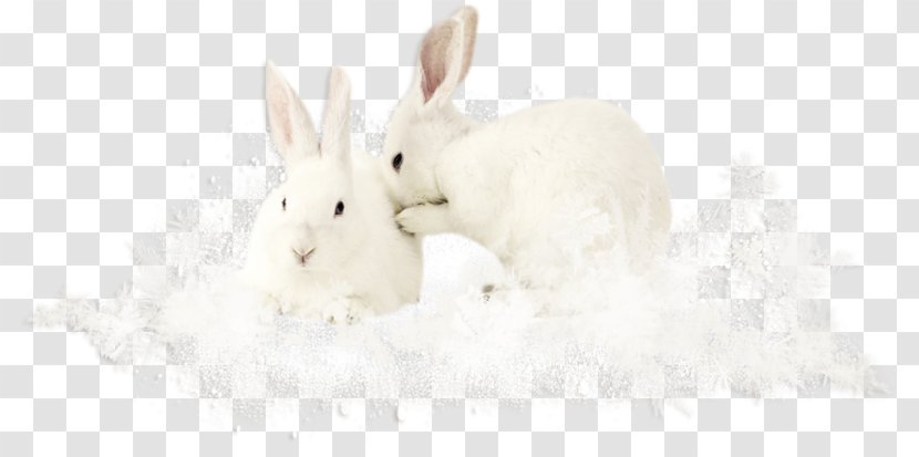 Domestic Rabbit Easter Bunny Hare Tail Snout - Two White Rabbits Transparent PNG
