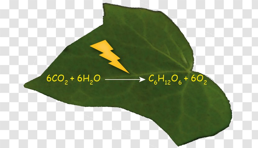 Leaf - Hg Transparent PNG