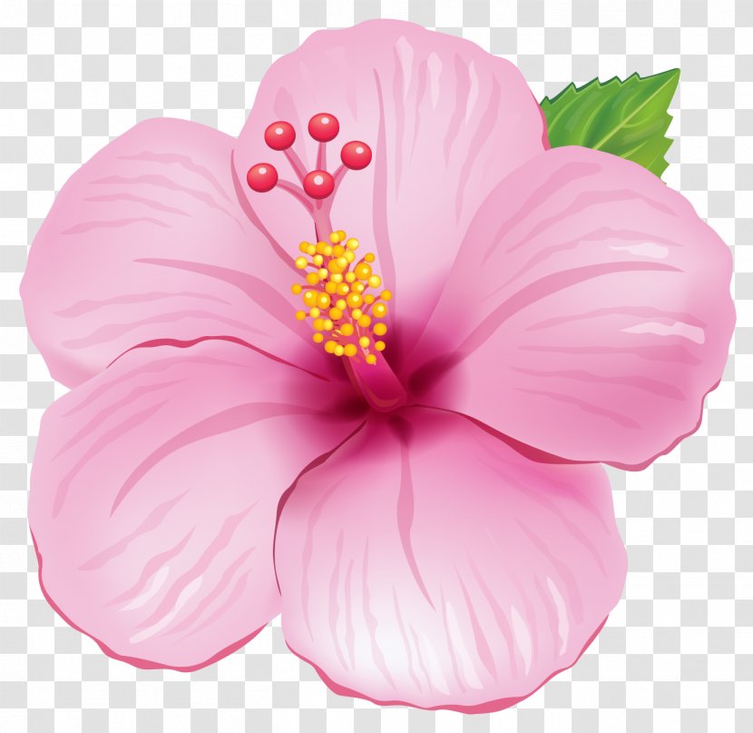 Flower Pink Clip Art - Malvales - Conch Transparent PNG