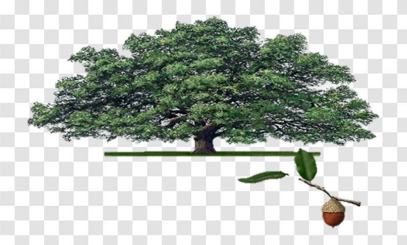 Houseplant Plants Woody Plant Email Ehretia Anacua - Branch - Live Oak Transparent PNG