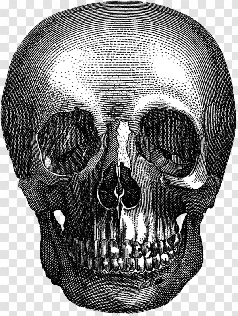 Gothic Art Aesthetics Wanelo Skull - Skeleton - Halloween Transparent PNG