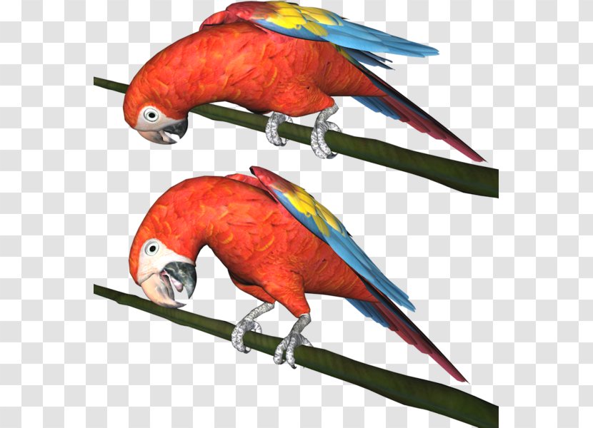 Macaw Parakeet Parrot Bird - Lovebird Transparent PNG