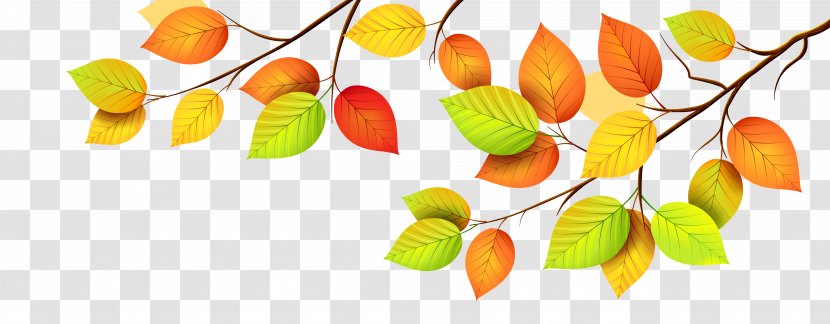 Autumn Leaf Color - Branch Transparent PNG
