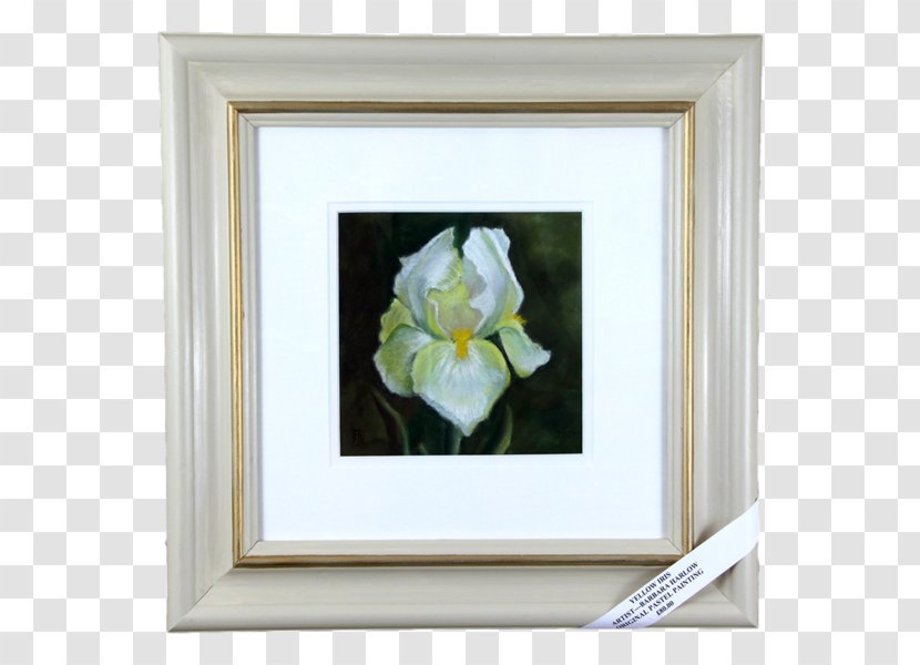Rose Family Still Life Photography Picture Frames Transparent PNG