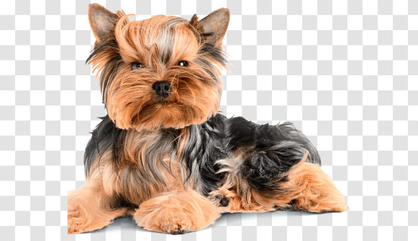 Yorkshire Terrier Puppy Pug French Bulldog Pet Transparent PNG