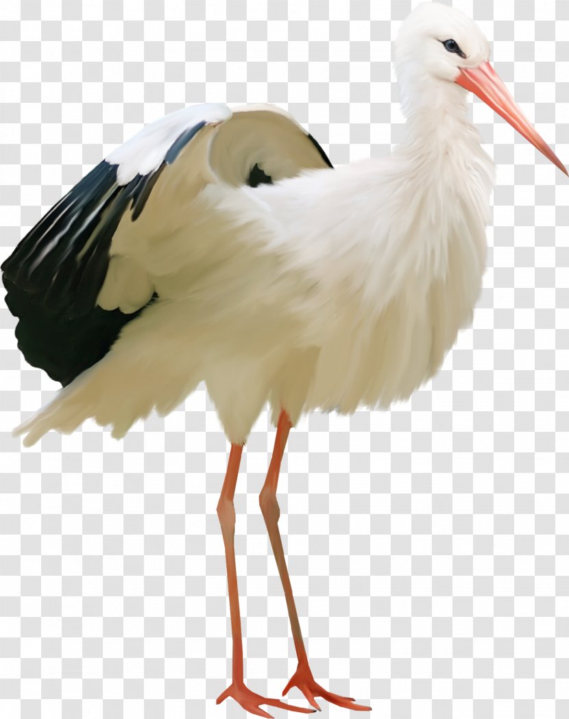 Bird - Ivory Gulls - Crane Transparent PNG