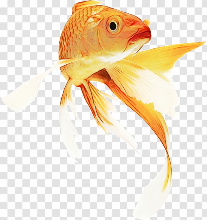Fish Cartoon - Tropical - Feeder Bonyfish Transparent PNG