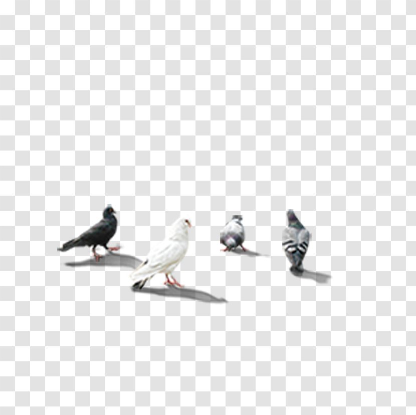 Rock Dove Columbidae Download PIGEON CORPORATION - Beak - Pigeon Transparent PNG