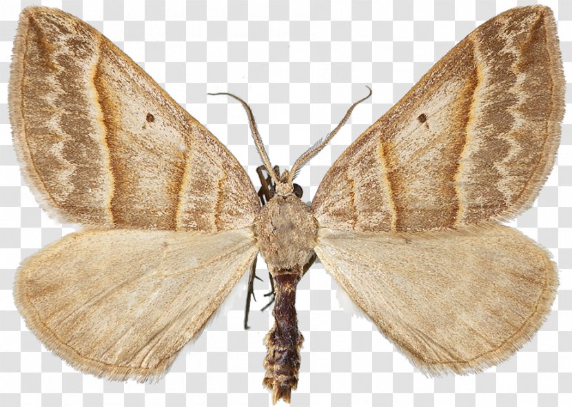 Silkworm Brown House Moth Brush-footed Butterflies Gossamer-winged Butterfly Transparent PNG