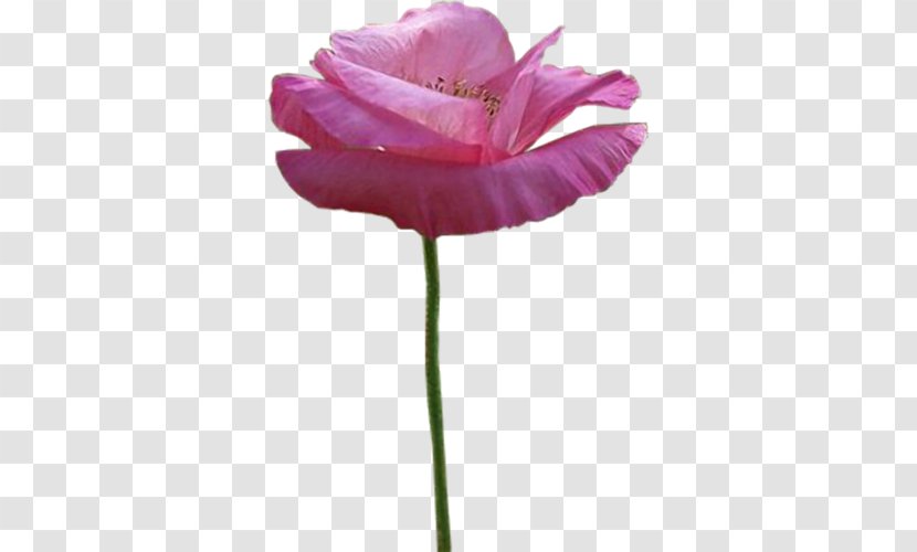 Flower Poppy Petal Clip Art - Symbol Transparent PNG