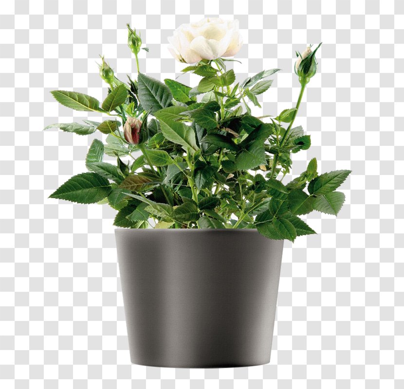 Flowerpot Watering Cans Glass Herb Garden - Nursery Transparent PNG