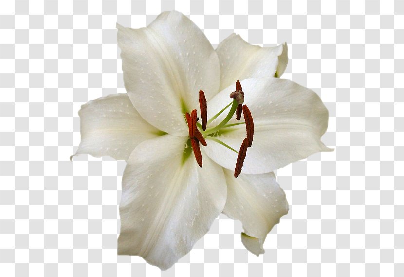 Cut Flowers Orchids Lilium - Hippeastrum - Flower Transparent PNG