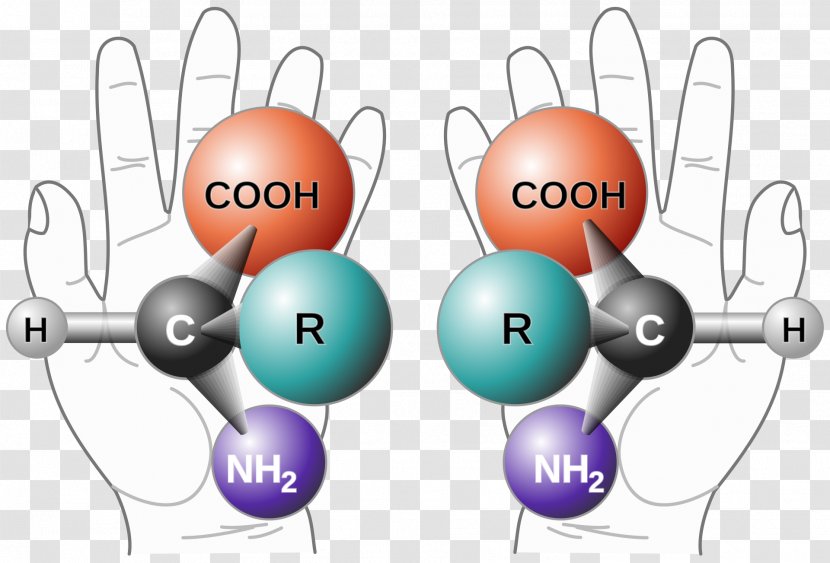 Chirality Amino Acid Handedness Molecule Mirror Image - Life - Hands-on Ability Transparent PNG