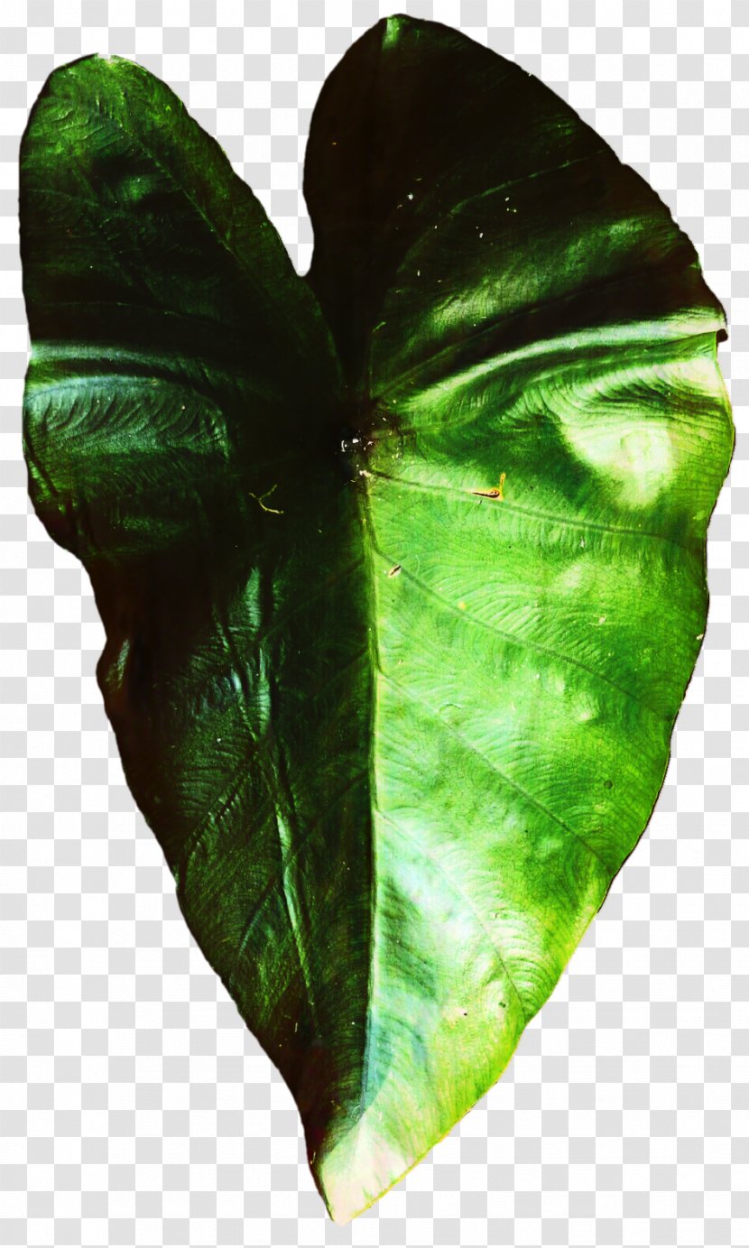 M / 0d Butterfly Leaf Plant Pathology - Anthurium Transparent PNG