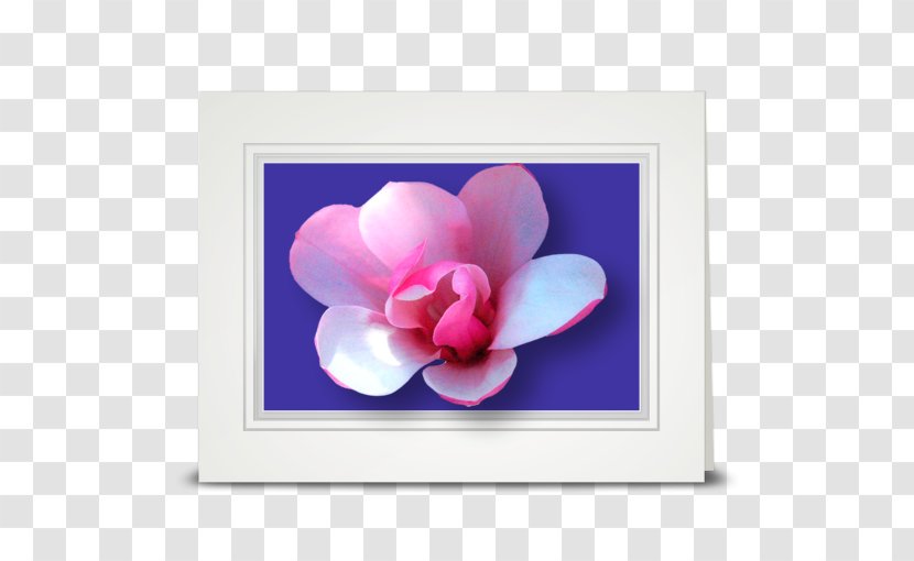 Flower Tulip Petal Violet Pink - Magnolia Transparent PNG