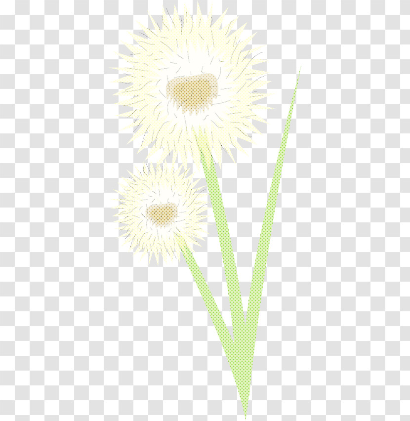 Yellow Flower Plant Dandelion Dandelion Transparent PNG