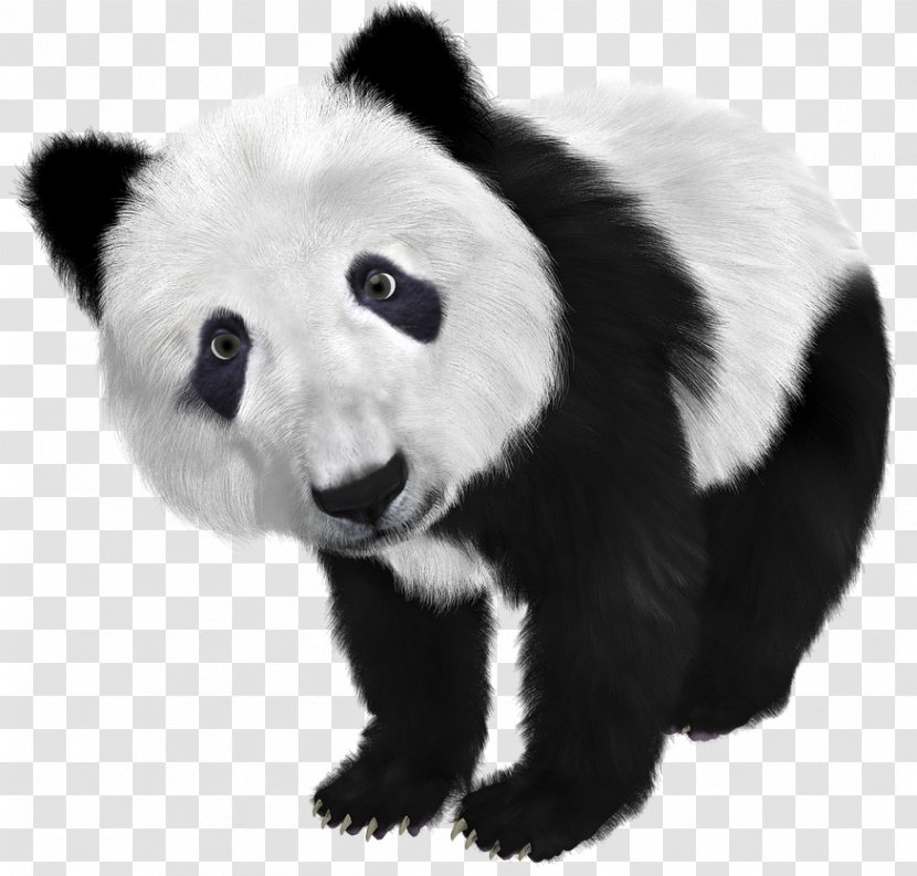 The Giant Panda Bear Mug - Silhouette - Baer Transparent PNG