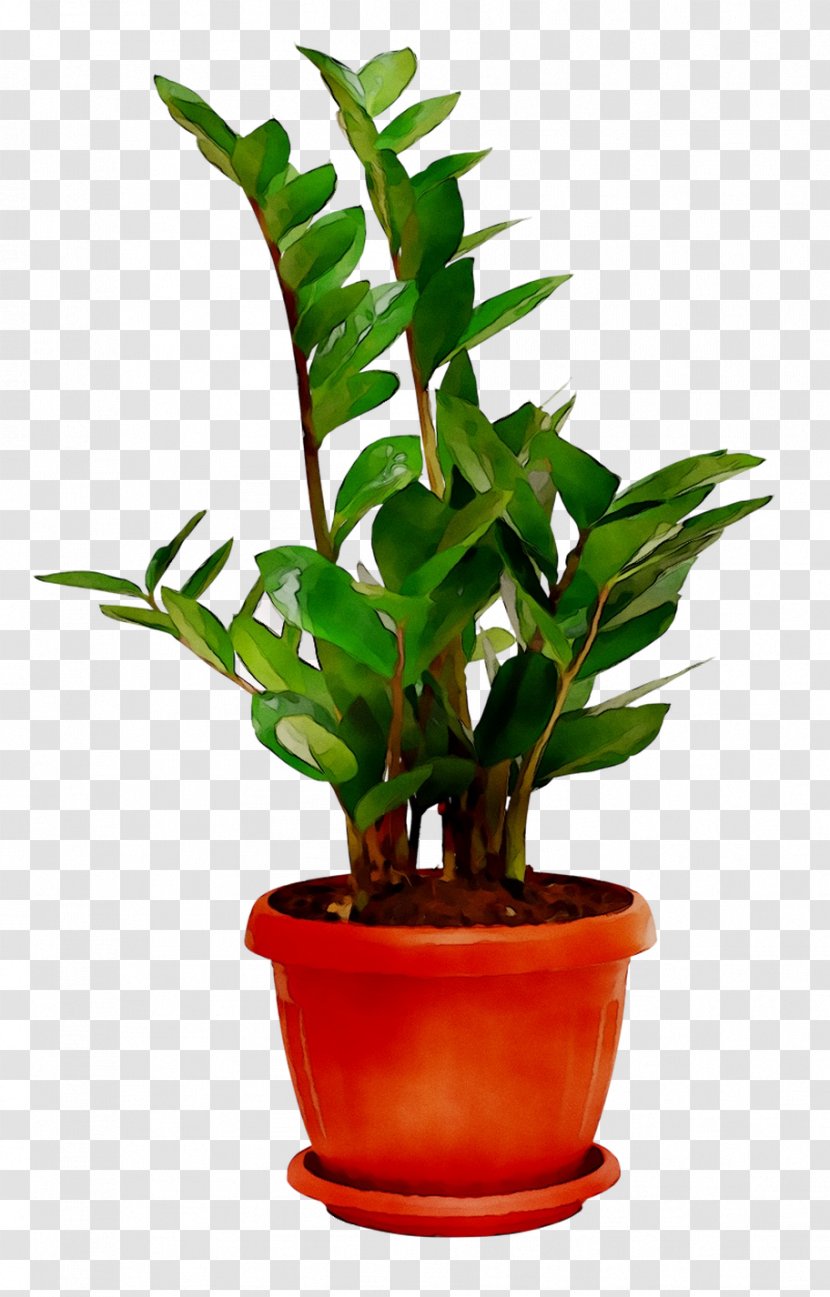 Room Plants Houseplant Sala - Vascular Plant - Garden Transparent PNG