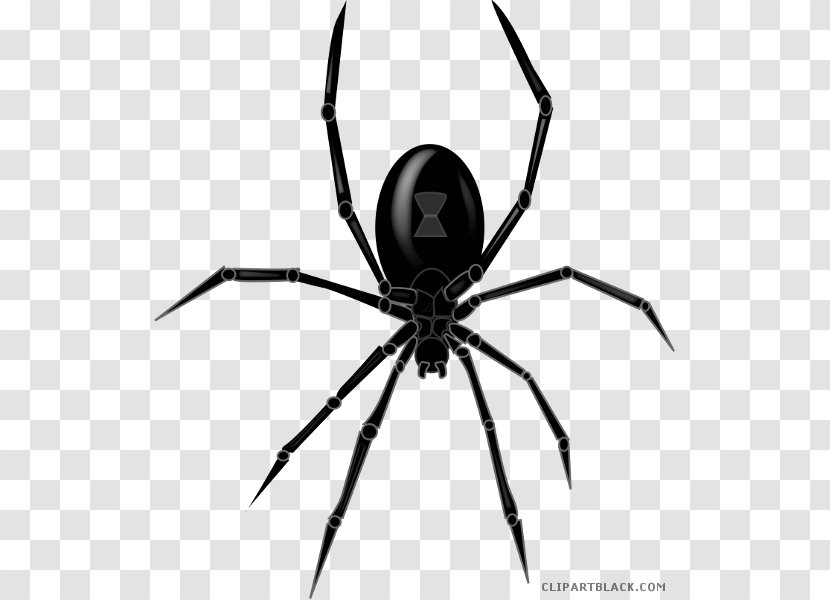 Spider Southern Black Widow Clip Art Image - Spiders Transparent PNG