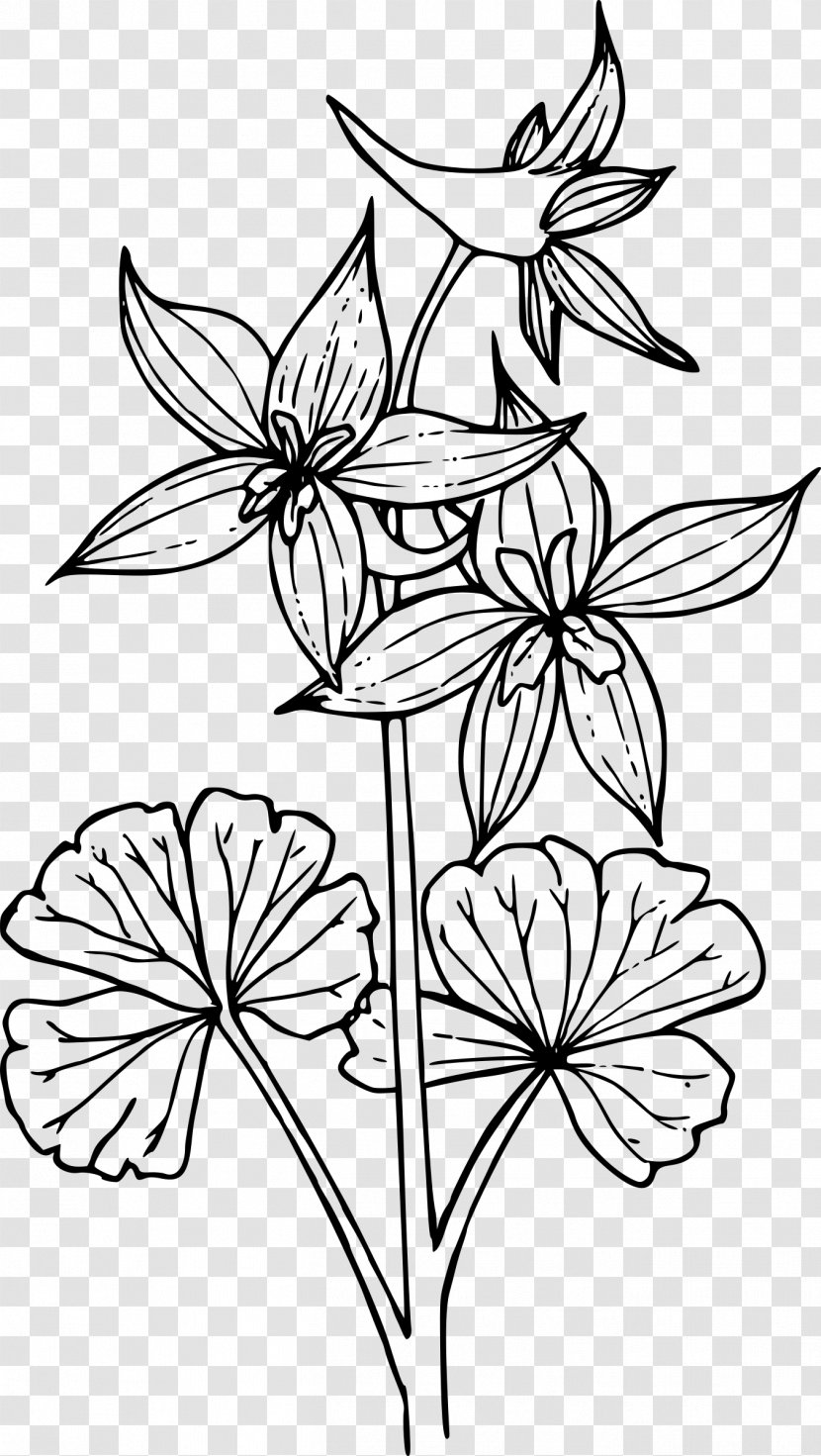 Black And White Flower - Drawing - Style Herbaceous Plant Transparent PNG